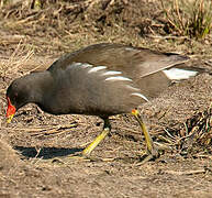 Common Moorhen