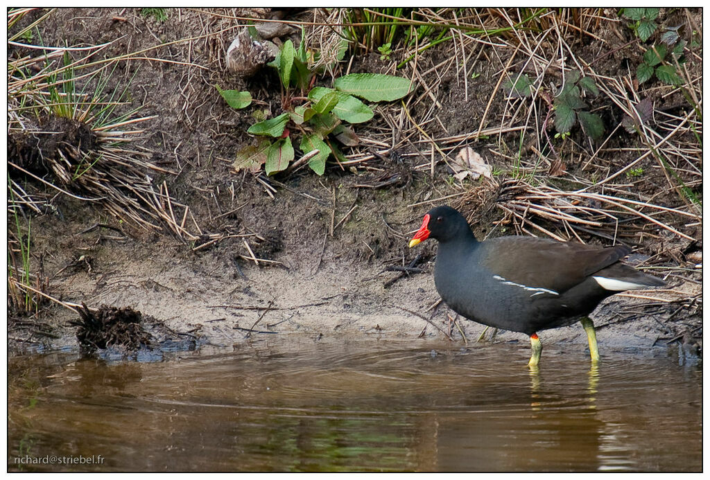 Gallinule poule-d'eau