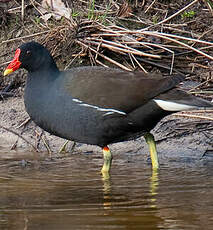 Gallinule poule-d'eau