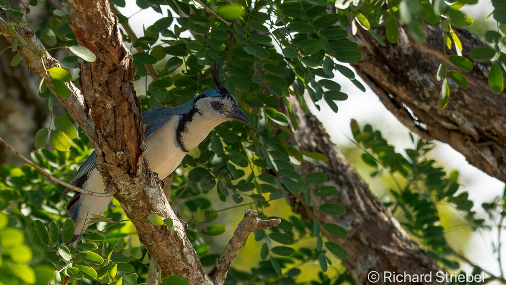 White-throated Magpie-Jay