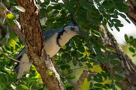 White-throated Magpie-Jay