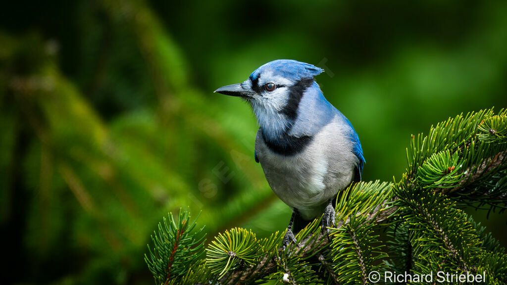 Blue Jay