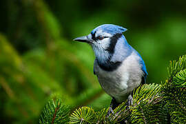 Blue Jay