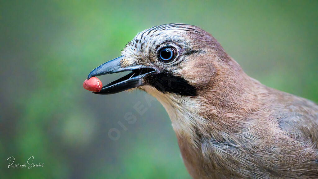 Eurasian Jayadult, close-up portrait