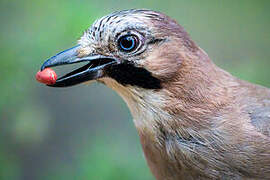 Eurasian Jay