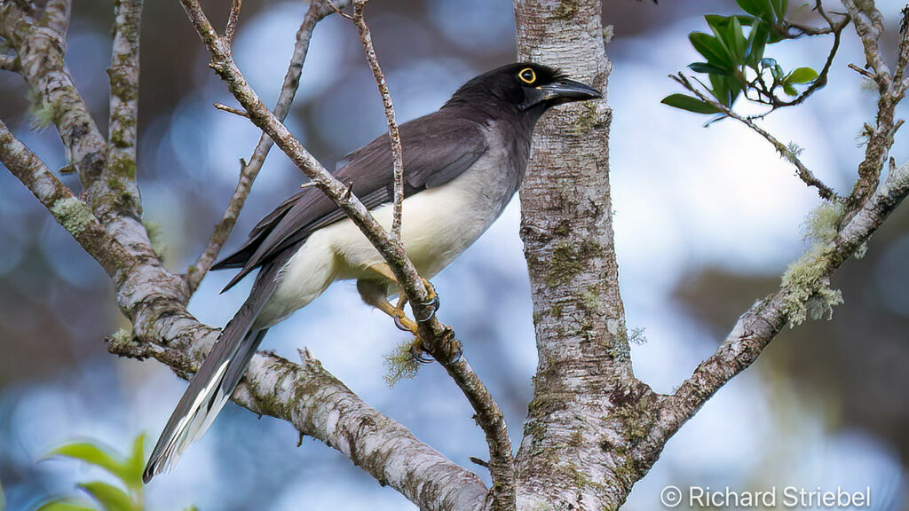 Brown Jay