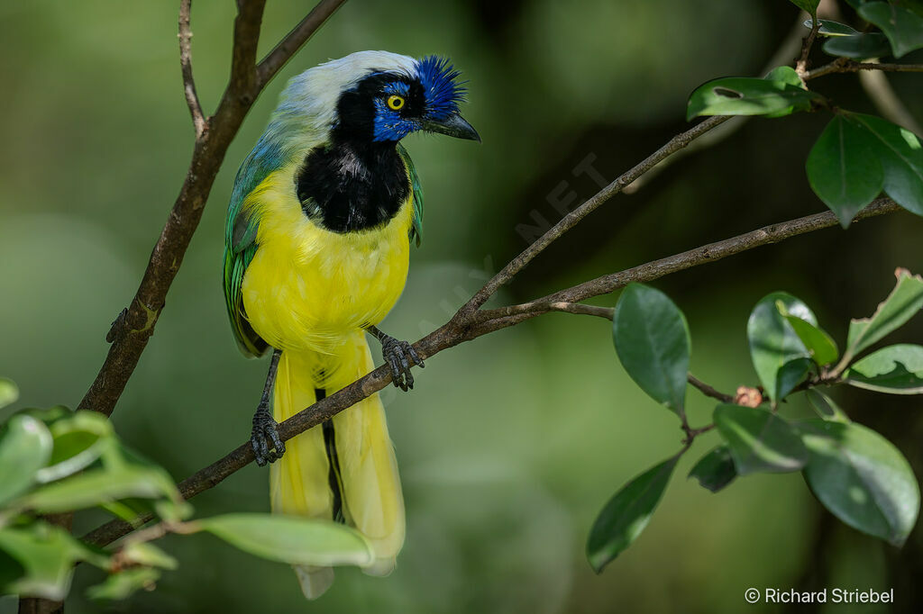 Inca Jay