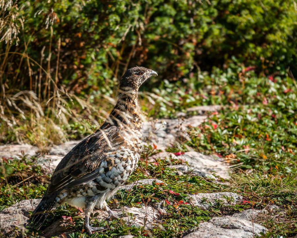 Ruffed Grouse