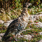 Ruffed Grouse