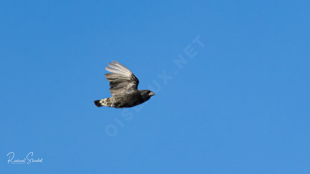 Medium Ground Finch, Flight