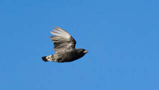 Medium Ground Finch