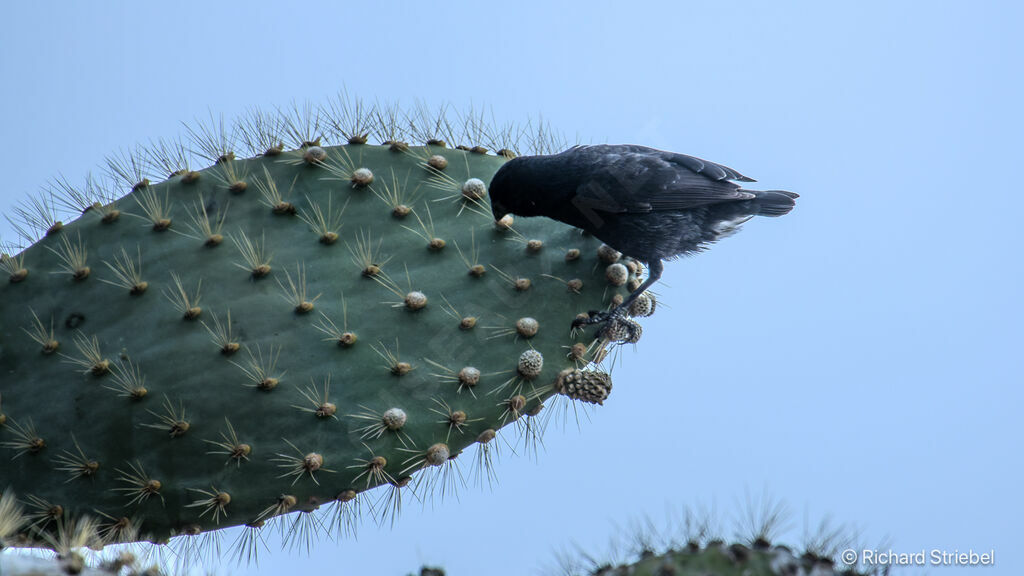 Géospize des cactus, régime, mange