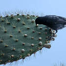 Géospize des cactus