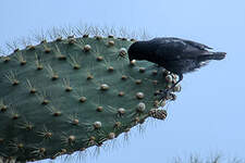 Géospize des cactus