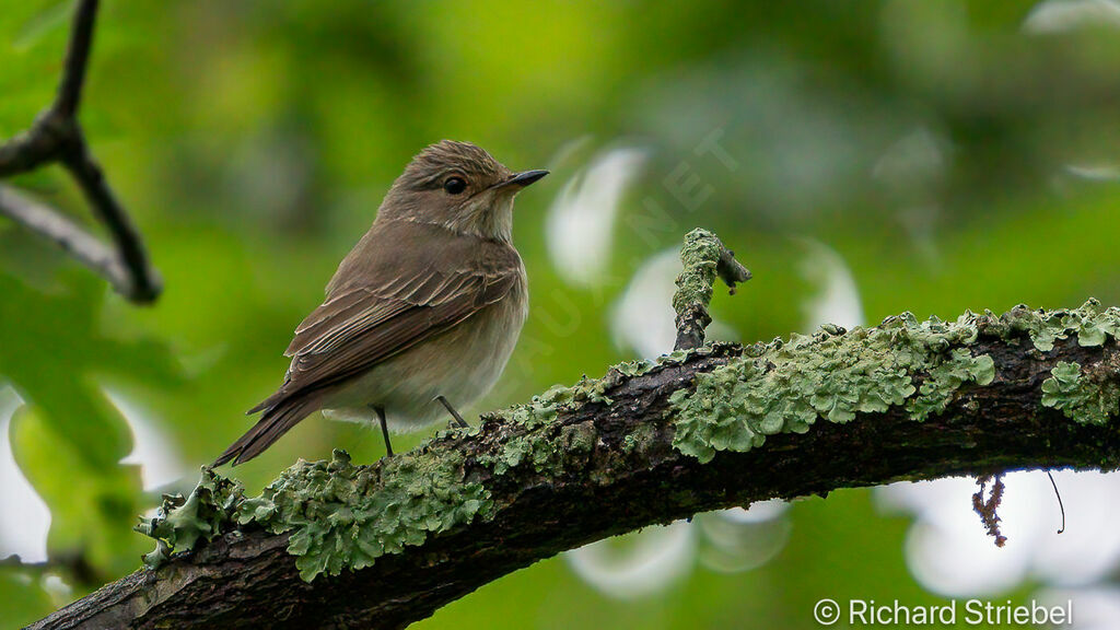 Spotted Flycatcher