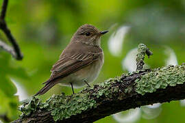 Spotted Flycatcher