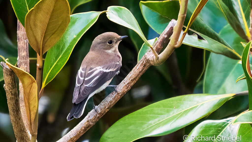 European Pied Flycatcher