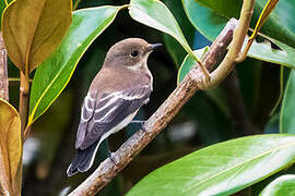 European Pied Flycatcher