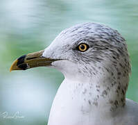 Ring-billed Gull