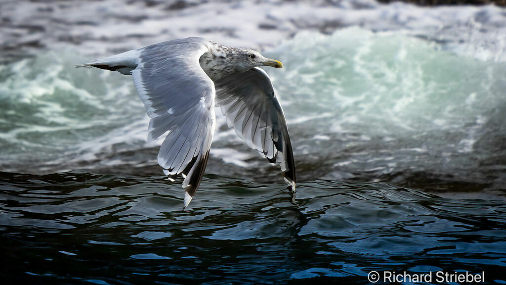 European Herring Gull