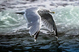 European Herring Gull