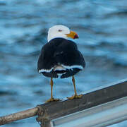 Pacific Gull