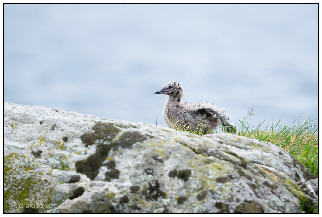 Mew GullFirst year, Reproduction-nesting