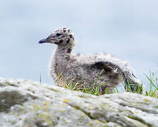 Mew Gull