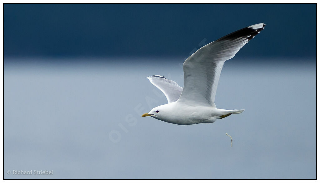 Common Gulladult breeding, Behaviour