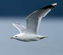 Common Gull