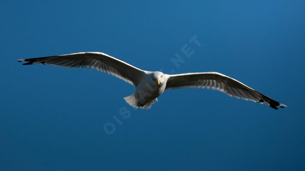 American Herring Gulladult, Flight