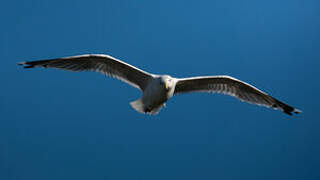 American Herring Gull