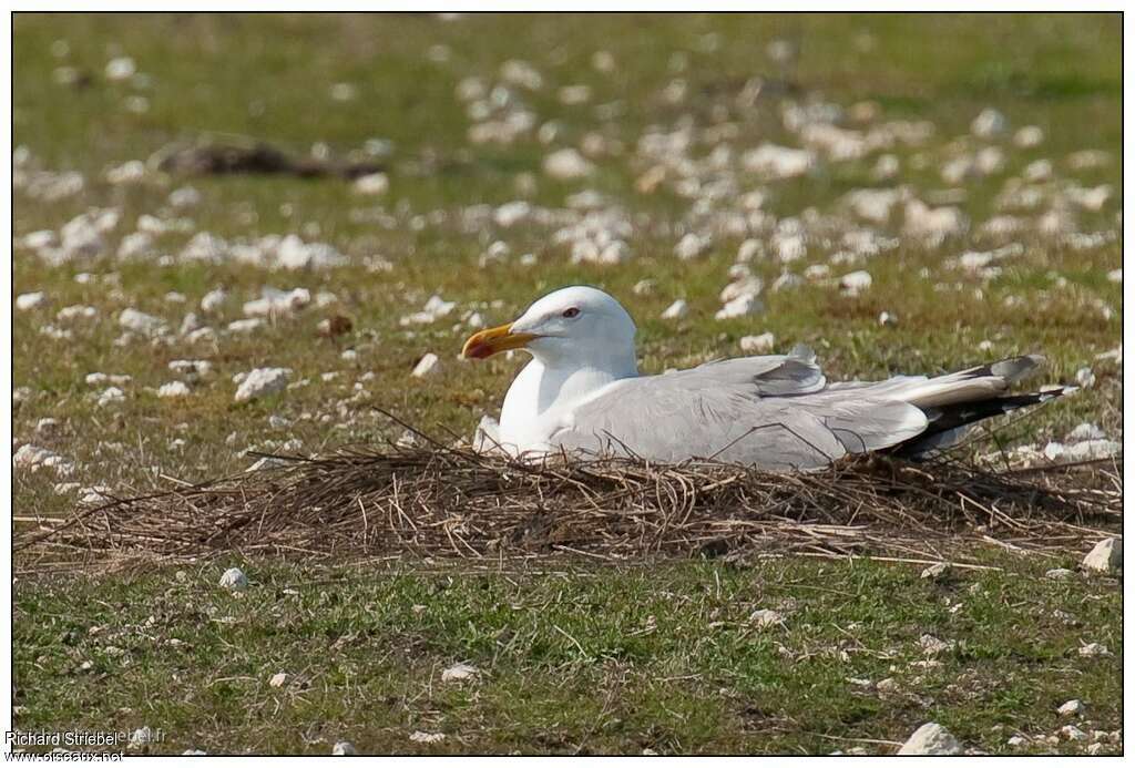 Goéland leucophéeadulte, Nidification