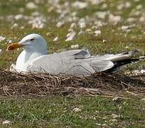 Yellow-legged Gull