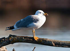 Yellow-legged Gull