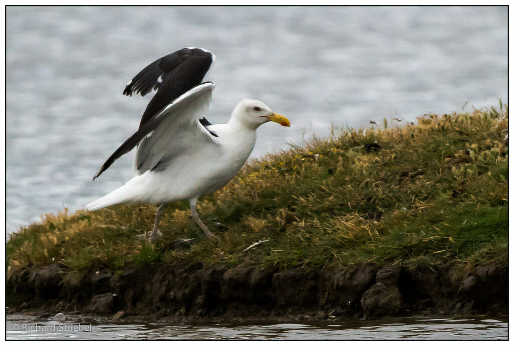 Great Black-backed Gull