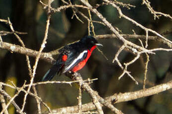 Gonolek rouge et noir