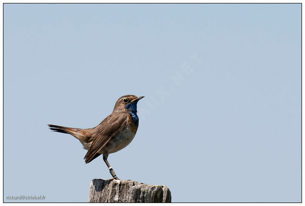 Bluethroat