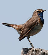 Bluethroat