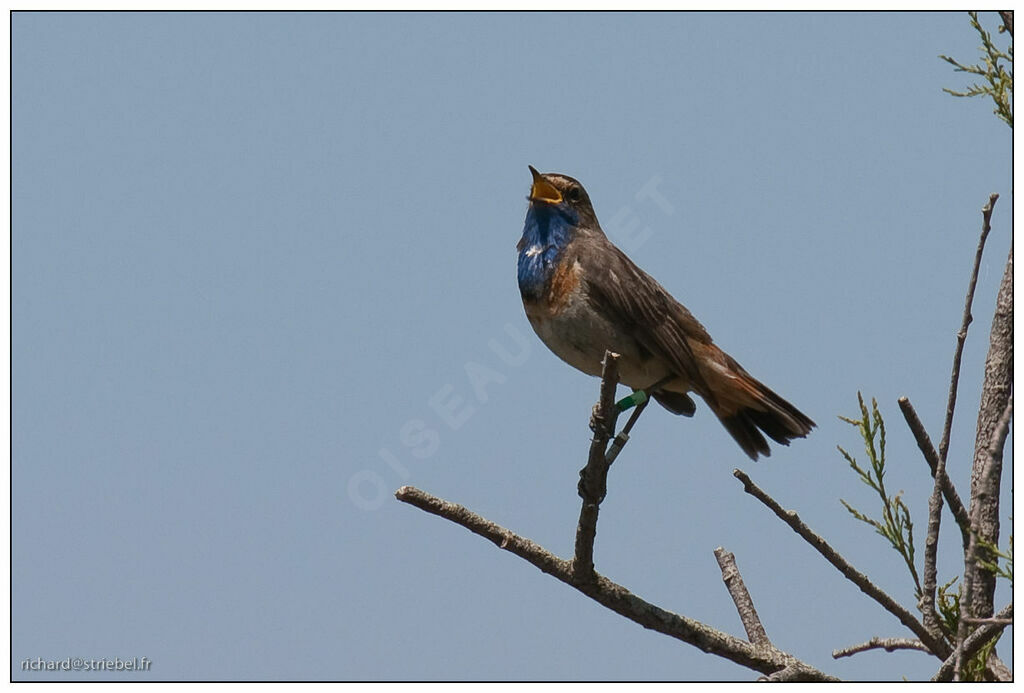 Bluethroat, song