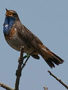 Bluethroat