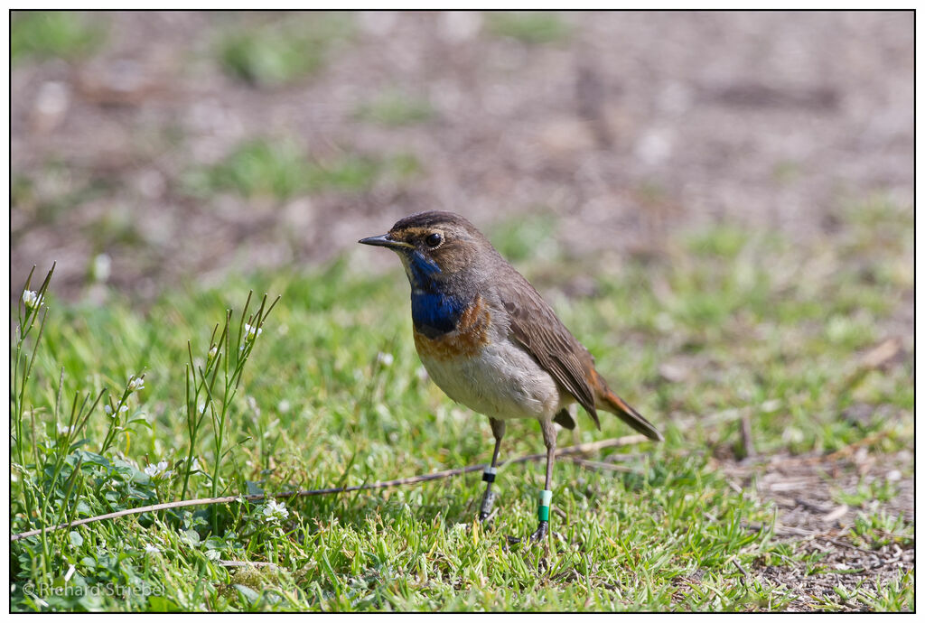 Bluethroat male