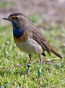 Bluethroat