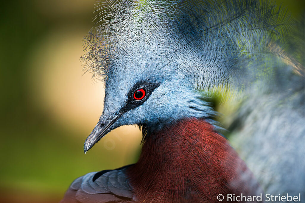 Sclater's Crowned Pigeon