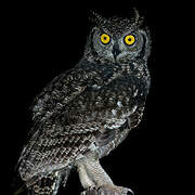 Spotted Eagle-Owl