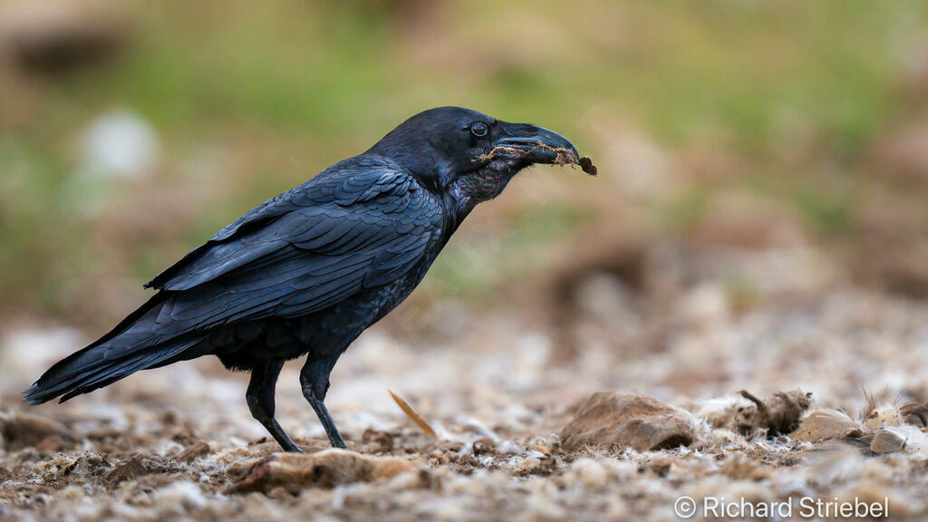 Northern Raven