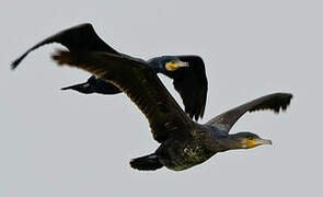 Great Cormorant