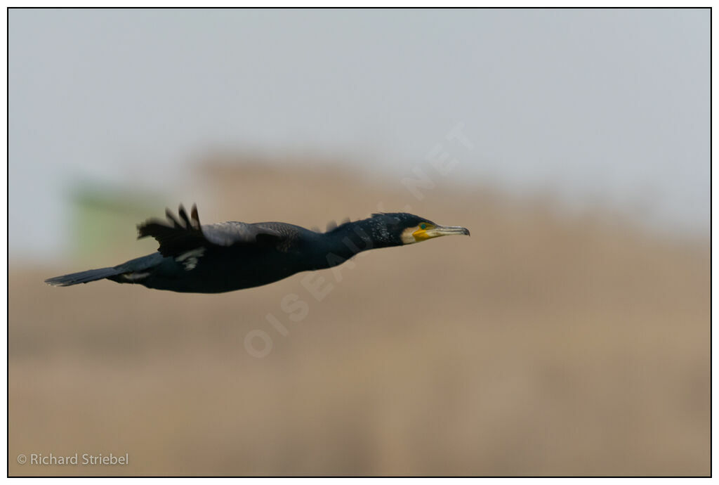 Great Cormorant