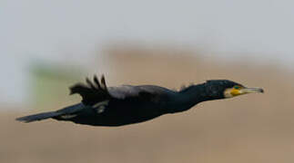 Great Cormorant