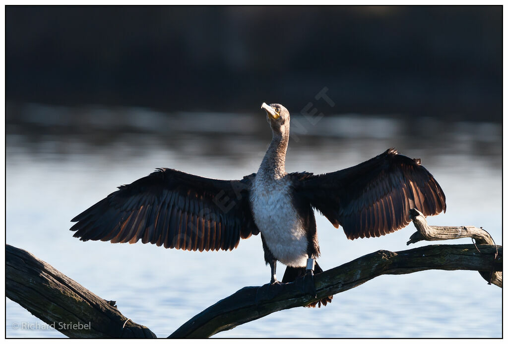 Great Cormorant